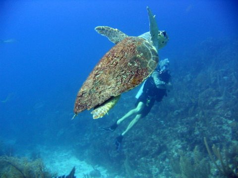 Diving with Turtles