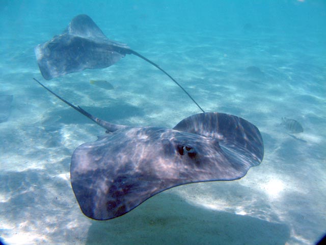 Stingrays 