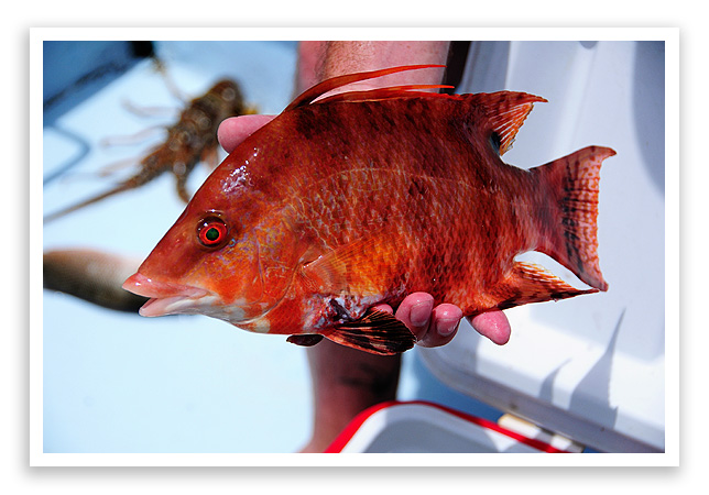 Snapper
