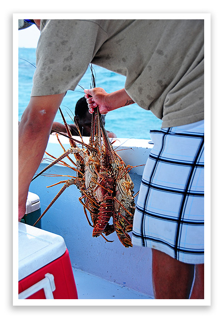 Lobster Lunch