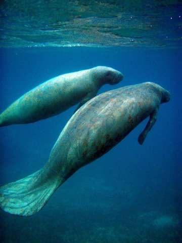 More manatees...