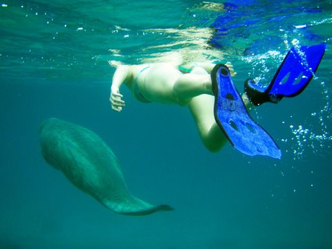 Swimmng with the Manatees....