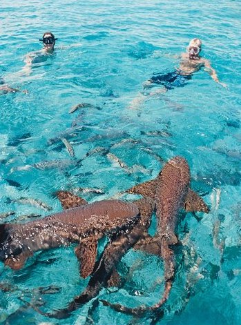 Swimming with the Sharks...Friendly Sharks....